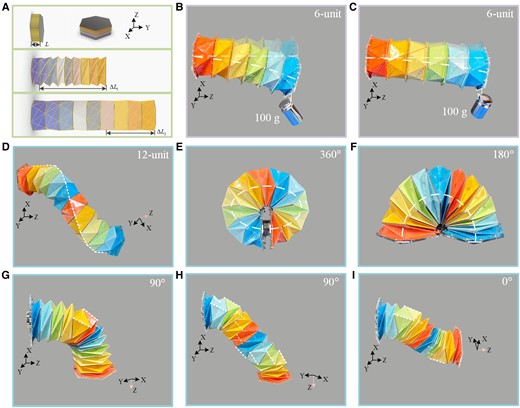 The robotic arm inspired by the multi-triangles cylindrical origami. A) The MTCO with the third stable state extends the stretchable range of the robotic arm (9-unit). B,C) Photos of stiffness validated on the robotic arm (6-unit), the suspended load was 100 g. B) The bending degree of the robotic arm at the second stable state (zero stiffness termination position). C) The bending degree of the robotic arm at the third stable state. D–I) Multiple motion forms of the robotic arms (12-unit). D) Free extension state of the robotic arm. The unit cells along the white dashed line are with the form of the third stable state, and the rest of the unit cells are with the form of the zero stiffness termination. E) The robotic arm achieves a bending angle of 360∘. F) The robotic arm achieves a bending angle of 180∘ (Fig. S20). G) The robotic arm achieves a bending angle of 90∘, including three unit cells with the form of the third stable state. H) The robotic arm achieves a bending angle of 90∘, including ten unit cells with the form of the third stable state distributed in a spiral pattern. I) The robotic arm achieves extending with a twisted manner.