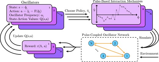 Schematic of the reinforcement learning framework proposed for pulse-coupled oscillators.