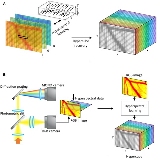 Schematic illustration of hyperspectral learning for instantaneous imaging using a conventional trichromatic camera (i.e. three-color image sensor). A sampling of detailed spectral (hyperspectral) information in a small yet representative subarea enables hyperspectral learning to recover a hypercube in the entire image as well as to perform spectrally driven machine learning for physical or biological parameter extractions. A) Hyperspectral learning for hypercube recovery. Hyperspectral data in a small subarea are used to train a learning algorithm that takes the RGB values in each pixel as the input and returns a spectrum with a high spectral resolution (also known as spectral superresolution). Hyperspectral learning is not affected by an intrinsic trade-off between spatial and spectral resolutions, which often limits conventional snapshot hyperspectral imaging. B) Subarea sampling of hyperspectral data. A dual-channel spectrograph with a photometric slit (Materials and methods) simultaneously acquires an RGB image in the entire field of view and a hyperspectral line scan in a small subarea (i.e. the central line) in a single-shot manner. The sampled hyperspectral data serve as prior information or physical constraints for training the hyperspectral learning algorithm. The spectrally driven informed machine learning algorithm trained by the sampled hyperspectral data transforms the RGB image into a hyperspectral image data set (also known as a hypercube), which can further be used to extract physical or biological parameters.