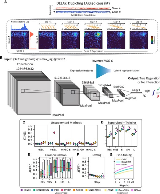 Pseudotime-lagged causality allows accurate inference of gene-regulatory networks. A) Shifting the gene expression trajectory of transcription factor A forward in pseudotime with respect to that of target gene B generates a series of unique joint probability distributions. The resulting joint probability matrices contain gene coexpression signatures—in the upper-left, upper-right, and lower-right regions—that indicate A directly regulates B. B) The inverted architecture of DELAY is wide at the beginning of the network and progressively narrows to a one-dimensional vector followed by a linear classifier and sigmoid activation function to generate gene regulation probabilities. The network uses leaky ReLU activations and padded 3 × 3 convolutions throughout. C and D) DELAY outperforms eight of the most popular methods for inferring gene-regulatory interactions across several benchmark scRNA-seq data sets, including six unsupervised methods (C) and two supervised methods (D). E) All three supervised methods perform slightly worse upon cross-validation, but DELAY still outperforms all other methods on average, with the exception of PPCOR for a single metric. F and G) DELAY does not immediately generalize to a new testing data set (F) but outperforms all other methods if fine-tuned on a small percentage of the new data (G). Values for the area under the precision–recall curve (AUPRC) in C), D), F), and G) are normalized by the proportion of positive examples per data set (horizontal lines, E) and averaged across five model replicates for supervised methods. Boxes in E) show the first quartiles, means, and third quartiles for the per- transcription factor AUPRC values across the k = 5 validation folds. The statistical significance between DELAY and the next-best neural network was assessed using a one-sided Wilcoxon signed-rank test (*P ≤ 0.05; **P ≤ 0.01; ***P ≤ 0.001).