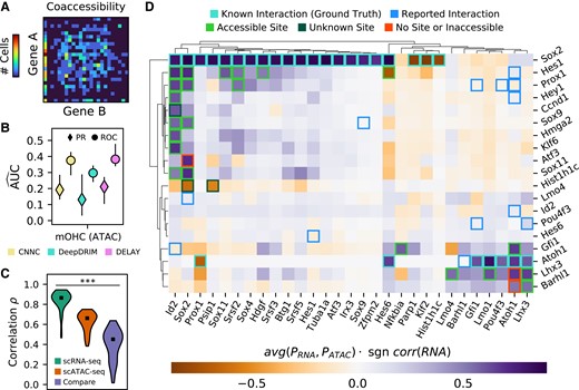 DELAY accurately predicts gene-regulatory interactions in the auditory hair cell network through multi-omic transfer learning. A) An example of an empirical joint probability matrix from scATAC-seq trajectories. B) After fine-tuning the network on lagged scATAC-seq input matrices, DELAY performs comparably with other neural networks and to previous testing on hHep scRNA-Sseq data. C) Training DELAY separately on scRNA-seq and scATAC-seq data sets of hair cell development reveals a stronger correlation between predictions from model replicates than between data sets across the transcription factor-only network. D) Average gene regulation probabilities P across the hair cell gene-regulatory network accurately predict interactions between transcription factors (rows) and targets (columns), when comparing known binding sites to open-chromatin peaks in the target genes’ enhancer sequences. Hierarchical clustering with WPGMA reveals distinct gene modules for prosensory genes (Sox2, Id2, Hes1, and Prox1) and hair cell genes (Atoh1, Pou4f3, Gfi1, Lhx3, and Barhl1). Up- or down-regulation was deduced from the correlation in the gene expression data. Markers and error bars in B) show the average values and full range of performance across five model replicates for each neural network. Markers in C) show the median target gene rank correlations across comparisons. The statistical significance in C) was assessed with a Kruskal–Wallis test (***P ≤ 0.001).