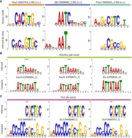 Accurate target-gene predictions enable de novo discovery of DNA-binding motifs. A) Three examples of motifs enriched in the enhancer sequences of predicted target genes (bottom row) closely resemble known DNA-binding motifs (top row) for transcription factors with at least one predicted target gene in the transcription factor-only hair cell gene-regulatory network. B and C) Sequences for putative transcription factors or cofactors may represent novel DNA-binding motifs or indicate sequence-specific interactions through multi-protein complexes. Motifs for two hair cell genes closely match known DNA-binding sequences, suggesting that the linker histone Hist1h1c (B, top row) forms complexes with SoxB2/A factors (B, bottom row) and that the putative C2H2 zinc-finger protein Fiz1 (C, top row) recognizes motifs similar to Zic family C2H2 zinc-finger proteins (C, bottom row). The statistical significance of each motif alignment was estimated using the cumulative density function of all possible comparisons of known motifs across enriched sequences for A) or inferred motifs across all database motifs for B) and C) (**P ≤ 0.01; *** P ≤ 0.001).