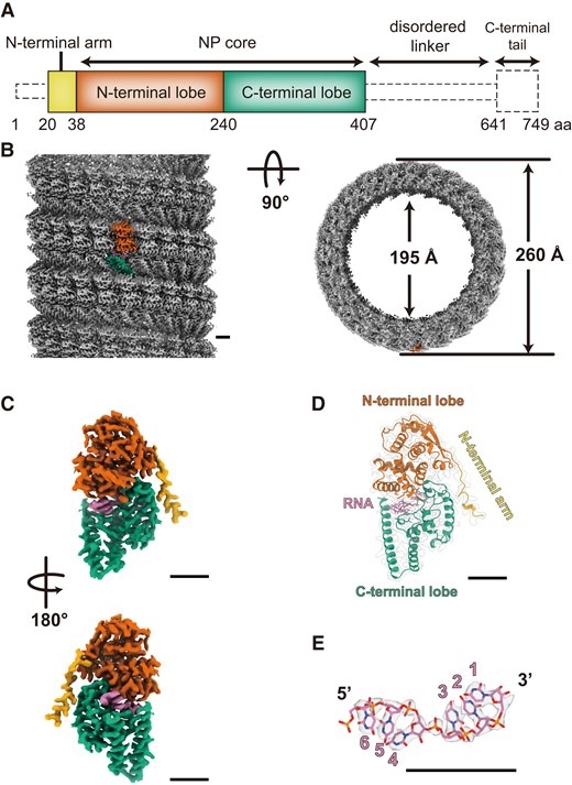 Overall cryo-EM structure of the LLOV NP(full)–RNA helix and its atomic model. (a) Schematic diagram of the domain architecture of the LLOV NP. Each domain is represented by a unique color, and the unsolved region is represented by a dotted outline. (b) The cryo-EM map of the NP(full)–RNA complex. A single NP–RNA protomer is highlighted with colors: RNA strand in purple and NP in red, green, and yellow, according to the color code shown in (a). (c) The isolated cryo-EM map of the NP–RNA protomer. (d) The atomic model of the NP–RNA complex in ribbon presentation superimposed on the electron microscopy map. (e) The isolated cryo-EM map and atomic model of RNA. RNA bases are modeled as uracil. Scale bar, 20 Å.