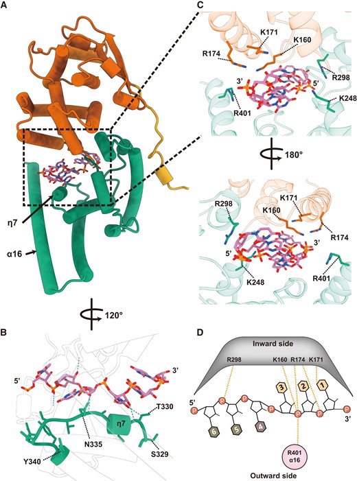 NP–RNA interactions in the helical NP(full)–RNA complex. (a) The overall structure of the protomeric NP(full)–RNA complex in cylindrical presentation (colored the same as Fig. 1a). (b) Close-up view of the RNA binding site. Hydrogen bonds (distance < 4 Å) were detected by ChimeraX (35) and shown as blue dotted lines. (c) Close-up view of the RNA binding site. Positively charged amino acids are marked. (d) Schematic diagram of the NP–RNA interactions. The RNA bases are numbered in the 3′ to 5′ direction. The RNA bases on the helix, facing inward (light-orange) and outward (light-brown). Secondary structure labels are based on our atomic model. Orange dotted lines represent the potential interactions between the NP residues and RNA backbone.