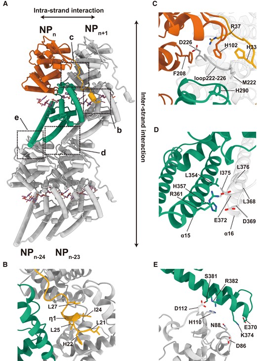NP–NP interactions in the helical NP(full)–RNA complex. (a) Four adjacent NP–RNA complexes in a helix. The NPn is colored according to the colors in Fig. 1a. The larger and smaller rectangles with dotted lines highlight (b, c, and d) the close-ups of intrastrand NP–NP interactions between NPn and NPn+1 and (e) interstrand NP–NP interactions between NPn and NPn−24. (b) NP–NP interactions between the N-terminal arm (yellow) of the NPn and the hydrophobic pocket of NPn+1 (gray). (c) NP–NP interactions between the nut structure formed by the N-terminal arm (yellow), N-terminal lobe (red), and C-terminal lobe (green) of the NPn, and the M222 screw structure of the NPn+1 (gray). (d) NP–NP interactions between α15 of NPn (green) and α16 of NPn+1 (gray). (e) Intrastrand NP–NP interactions between the NPn (green) and NPn−24 (gray).