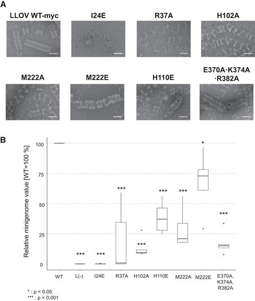 Structure-based mutational analysis of the LLOV NP. (a) Transmission electron microscopy images of the negatively stained purified helical structure of the LLOV NP(full) mutant–RNA complex. A myc tag was fused to the C-terminus of the native and mutant LLOV NPs. Scale bar, 50 nm. (b) The assessment of the function of the LLOV NP-myc mutants on genome transcription and replication, evaluated via minigenome assays. The experiments were performed in pentaplicates (n = 5). Significance was set at P < 0.05 (*) and P < 0.001 (***).