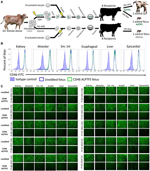 Reproductive cloning and BVDV susceptibility testing of primary cells from 100-day fetal tissues. A) Schematic representation of reproductive cloning. Primary skin fibroblasts were edited and subsequently fused to enucleated oocytes (somatic cell nuclear transfer) and the resultant embryos implanted into synchronized recipient cows. B) Flow cytometric quantification of CD46 surface expression. C) Cells were inoculated with serum (genotypes 1a and 1b) or low-passage virus isolates (genotype 2) from BVDV-PI calves. Infection efficiency was determined at 48 hpi using an anti-BVDV monoclonal antibody and FITC labeled secondary antibody. Nuclei were stained with DAPI to ensure images were taken in regions with complete cell monolayers (not shown). Cells imaged at 10× magnification. Sm. Int, small intestine; Esoph, esophageal.