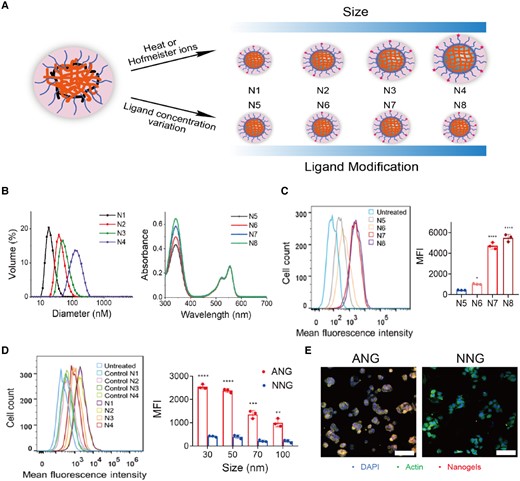 Preparation of ANG system and profile of specific liver targeting ability in vitro. A) Schematic illustration of the generation of ANG library with tunable particle size and ligand density. ANG with different sizes (N1, N2, N3, and N4) contained the same ligand modification degree (28%). ANG with different ligand modifications (N5, N6, N7, and N8) contained the same size (30 nm). B) Size and ligand modification variations of ANG library confirmed by DLS and UV. C, D) In vitro binding and uptake of the nanogels with different ligand modifications (C) and size (D) to HepG2 cells measured by flow cytometry (left) and corresponding quantification (right). Significant difference between nanogels with different physiochemical parameters was observed. Data are shown as the mean ± SD of n = 3 biologically independent samples. Statistical significance was calculated via two-tailed Student's t-test. *P < 0.05; **P < 0.01; ***P < 0.001; and ****P < 0.0001. E) Representative confocal laser scanning microscope images of Cy3–NG (N1, 30 nm, 28% ligand modification) colocalized with actin cytoskeleton (blue, nucleus; red, Cy3-NG; green, actin; scale bar: 100 µm).
