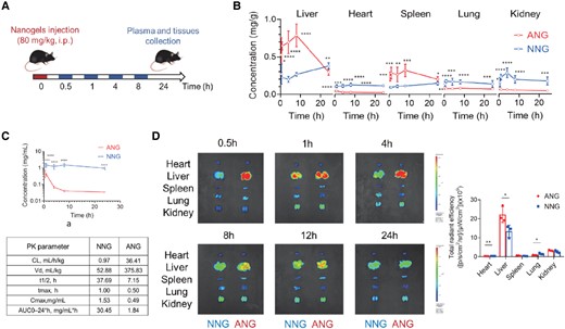 Liver-targeting ability of ANG system in vivo. A) Schematic illustration of the treatment protocol for pharmacokinetics study of ANG compared with NNG in CD-1 mice (over 0.5, 1, 4, 8, 24 h) or C57BL/6J mice (over 0.5, 1, 4, 8, 12, 24 h). i.p., intraperitoneal injection. B) Pharmacokinetics of nanogels in major mouse organs at different time points postinjection. C) Plasma pharmacokinetic curves and parameters for nanogels. AUC, area under the curve; CL, clearance; t1/2, time of half-life; Vd, volume of distribution. All data are shown as mean ± SEM (n = 6 biologically independent mice per group). Statistical significance was calculated via ordinary one-way ANOVA with Tukey's multiple comparison test. *P < 0.05; **P < 0.01; ***P < 0.001; and ****P < 0.0001. D) Representative ex vivo IVIS imaging of major organs from C57BL/6J mice receiving nanogels over time postinjection (left) and quantitative fluorescence intensity at 4-h time point (right). Data are shown as the mean ± SD of n = 3 biologically independent mice per time point. Scale bar: red to blue, signal intensity high to low. Statistical significance was calculated via two-tailed Student's t-test. *P < 0.05; **P < 0.01; ***P < 0.001; and ****P< 0.0001.
