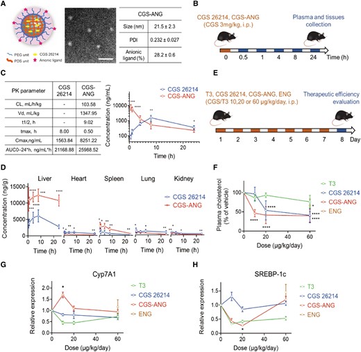 Delivery efficiency of CGS-ANG to mice liver and potent therapeutic activity. A) Representative images and characterization of CGS-ANG. Data was shown as the mean ± SD from three experiments. PDI, polydispersity index. Scale bar of TEM images of CGS-ANG: 250 nm. B) Schematic illustration of the treatment protocol for pharmacokinetics study of CGS-ANG in C57BL/6J mice. i.p., intraperitoneal injection. C) Plasma pharmacokinetic parameters (left) and curve (right) for free-form CGS 26214 and CGS-ANG. AUC, area under the curve; CL, clearance; t1/2, time of half-life; Vd, volume of distribution. D) Pharmacokinetics of free-form CGS 26214 and CGS-ANG in major mouse organs at different time points postinjection. *P < 0.05; **P < 0.01; ***P < 0.001; and ****P < 0.0001. E) Schematic illustration of the treatment protocol of evaluation study for potent therapeutic effect of CGS-ANG in normal C57BL/6J mice. CGS-ANG loaded with CGS 26214 at the dose that is the same as corresponding CGS 26214 groups. ENG is only shown as one spot at the highest dose of ANG, equivalent to ANG used in the highest dose CGS-ANG group (60 μg/kg/day). F) Effects of increasing dose of CGS-ANG, CGS 26214, T3, and ENG on total plasma cholesterol of normal mice. Results are expressed as fold change relative to the PBS vehicle-treated control. G, H) Relative mRNA expression of Cyp7A1 (G) and SREBP-1c (H) in livers from the PBS, CGS-ANG, CGS 26215, T3, and ENG treatment groups. *P < 0.05; **P < 0.01; ***P < 0.001; and ****P < 0.0001 compared with control in F)–H). All data are shown as mean ± SEM (n = 6 biologically independent mice per group). Statistical significance was calculated via ordinary one-way ANOVA with Tukey's multiple comparison test.