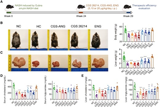 In vivo lipid-regulating effects of CGS-ANG in GAN diet-induced disease model. A) Schematic illustration of protocol for fully developed disease establishment in C57BL/6J mice and therapeutic study of CGS-ANG. DIO-induced mice treated with the vehicle were labeled as NC. Mice fed with normal chow diet and treated with the vehicle were labeled as HC. B) Representative images (left) and body weights (right) of HC mice or DIO mice treated with vehicle (NC), CGS 26214 of three doses (CGS 1, 2, and 3 and—CGS 5, 10, and 20 µg/kg/day), CGS-ANG of three doses (CNG 1, 2, and 3—CNG 5, and 10, and 20 µg/kg/day) and ENG. C) Macroscopic images of the livers (left) and liver mass (right) of mice in each group indicated. Representatives from dose 2 of CGS 26214 and CGS-ANG groups (CGS-2 and CNG-2) were shown in the pictures. n = 8–20 biologically independent mice per group (n = 15 for HC group; n = 20 for NC group; n = 12 for CGS 26214 and CGS-ANG groups; and n = 8 for ENG group). D, E) Effects of treatments on total serum cholesterol and triglyceride (D) and total liver cholesterol and triglyceride (E) of mice. n = 8–10 biologically independent mice per group (n = 10 for HC and NC groups; and n = 8 for CGS 26214, CGS-ANG, and ENG groups). All data are shown as mean ± SEM. Statistical significance was calculated via ordinary one-way ANOVA with Tukey's multiple comparison test. *P < 0.05; **P < 0.01; ***P < 0.001; and ****P < 0.0001 compared with NC control.