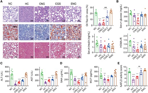 In vivo antisteatotic effect of CGS-ANG in GAN diet-induced disease model. A) Staining of liver sections for H&E (upper panels; scale bar: 50 µm), oil red O (middle panels; scale bar: 100 µm), and MT (lower panels; scale bar: 50 µm). Lipid droplet areas were quantified from three randomly chosen fields per liver section from individual mice using six mice per group. B–D) Effects of treatments on serum glucose, insulin, HOMA-IR levels (B), serum ALT, AST (C), proinflammatory cytokines SAA, and MCP (D) of mice. n = 8–10 biologically independent mice per group (n = 10 for HC and NC groups; and n = 8 for CGS 26214, CGS-ANG, and ENG groups). E) NASs of mice after different treatments. Cases with NAS ≥ 5 were classified as pathological. n = 6 biologically independent mice per group. All data are shown as mean ± SEM. Statistical significance was calculated via ordinary one-way ANOVA with Tukey's multiple comparison test. *P < 0.05; **P < 0.01; ***P < 0.001; ****P < 0.0001 compared with NC control. #P < 0.05; ##P < 0.01; ###P < 0.001; and ####P < 0.0001 for the CNG-2 to CGS-2 comparisons.