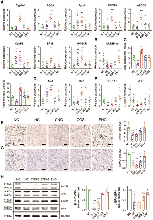 Exploration of therapeutic mechanism of CGS-ANG. A, B) Relative mRNA expression of genes related to hepatic cholesterol metabolism (A) and lipogenesis (B) in livers of mice after treatments. C) The levels of fecal cholesterol and fecal bile acid in mice after treatments. D, E) Relative mRNA expression of genes related to THR activation (D) and inflammation or fibrosis (E) in livers of mice after treatments. n = 8–10 biologically independent mice per group (n = 10 for HC and NC groups; and n = 8 for CGS 26214, CGS-ANG, and ENG groups) for A) and B). F, G) Representative immunohistochemistry images and quantitative analysis of liver F4/80 (F) and α-SMA (G). Scale bar: 100 µm. Positive areas were quantified from three randomly chosen fields per liver section from individual mice using six mice per group. n = 6 biologically independent mice per group. H) The protein levels of phospho-ERK, ERK, phospho-JNK, and JNK in the livers of different treatment groups. The band densities for phospho-ERK, ERK, phospho-JNK, and JNK were first divided by GAPDH density to correct for very small loading differences. Then, the levels of phospho-JNK/JNK and phospho-ERK/ERK were normalized to NC group. n = 8 biologically independent mice per group and every two mice were pooled as one sample. Cumulative densitometric analyses were performed from four independent gels. All data are shown as mean ± SEM. Statistical significance was calculated via one-way ANOVA with Dunnett's test for A), B), D), and E) comparing each group to NC control and ordinary one-way ANOVA with Tukey's multiple comparison test for C), F), G), and H). *P < 0.05; **P < 0.01; ***P < 0.001; and ****P < 0.0001 compared with NC control.
