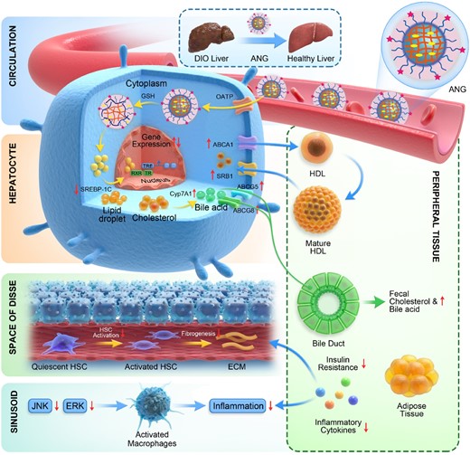 Schematic showing the mechanism by which CGS-ANG regulates metabolic dysfunction in mice. ANG sequesters CGS 26214 and efficiently targets hepatocytes by interacting with OATP. CGS 26214 is released after the cross-links of ANG break in reducing cytosolic environment. The drug exerts its action by binding to TRβ, which acts as a ligand-inducible transcription factor that interacts with TRE in the regulatory regions and modulates target gene expression. (i) CGS-ANG down-regulates lipogenesis genes such as SREBP-1c and decreases lipid accumulation. (ii) Genes involved in HDL reverse cholesterol pathway are stimulated, which leads to promoting the excretion of cholesterol and bile acids and the reduction of serum or liver cholesterol. (iii) Reduced obesity suppresses the oversecretion of adipocytokines and further inhibits the development of systemic insulin resistance and hepatic steatosis. The level of lipid moieties released by adipocytes is reduced and relieves the hepatocyte death and liver inflammation. In addition, JNK and ERK pathways are repressed, which stops the macrophages infiltration to liver tissues and activation of stellate cells to liver fibrosis.