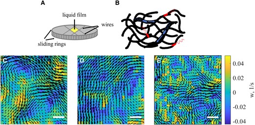 Instant flow patterns of bacterial collective motion in mucus and PVP360. A) Schematics of the experimental setup. A free-standing film containing bacterial suspension in mucus is stretched between 4 movable wires. B) A schematic representation of motile bacteria (blue bodies with flagella) swimming in tunnels formed by mucin polymers (black tubes). The blue (brighter in grey-scale image representation) arrow indicates the swimming direction of mobile bacteria. The trapped bacteria are shown in red. C–E) Select frames illustrating instant flow patterns at the bottom of the film for different concentrations of mucin/PVP360; black arrows depict the direction and magnitude of bacterial flow, and colors show the vorticity w of bacterial flow. C) Instant flow pattern in 50 mg/mL mucin solution. D) Instant flow pattern in 200 mg/mL mucin solution. E) Instant flow pattern in 125 mg/mL PVP360 solution. The scale bar in all figures is 80 μm.