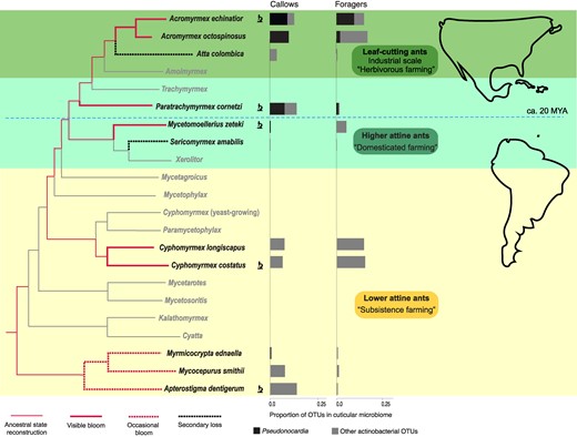 Simplified attine ant phylogeny for the genera occurring in the Panama canal zone (red branches) and genera with a South American or temperate North American distribution (gray branches) (modified from 6, 9, 27, 45), also highlighting the two main cultivar transitions after farming originated ca. 55–60 MYA: from “subsistence farming” of incompletely domesticated crops (lower attine ants; yellow shaded area) to specialized “domesticated farming” (higher attine ants; light green shaded area), and finally large-scale “herbivorous farming” in the leaf-cutting ants (darker green shading). Branches are marked to indicate which lineages (species) have visible white actinobacterial “blooms” on the propleural chest plates of at least some of the workers (major workers in Acromyrmex) in most colonies (solid red lines), or rarely and sparsely in only some colonies, and possibly under the forelegs in addition to, or instead of, the propleural plates (dashed red lines). The two black dashed branches represent secondary losses, with occasional very sparse presence of some white bloom on the head or thorax in Sericomyrmex and complete absence of visible bloom on the cuticle in Atta (13, 19, 44, 46). The bar charts show the mean proportion of actinobacterial OTUs relative to all bacterial OTUs identified from the cuticular propleural chest plate microbiomes of callow (newly hatched) and mature (foraging) workers on a scale from 0 to 25% (gray bars). The single 97% identity Pseudonocardia OTU identified from intestinal samples (ActAcro1; 23, 24) captured both Ps1 and Ps2 and essentially all other clades of attine-associated cuticular Pseudonocardia (black fractions of bars; see text and Figure S5, Tables S1 and S3 for details). The horizontal dashed blue line marks the inferred colonization of Central and North America ca. 20 MYA by the common ancestor of Paratrachymyrmex, Trachymyrmex and the leaf-cutting ants, well before complete land-bridge closure of the Panama Isthmus (7). Those species used for TEM (Figure 2) are marked with a microscope symbol.