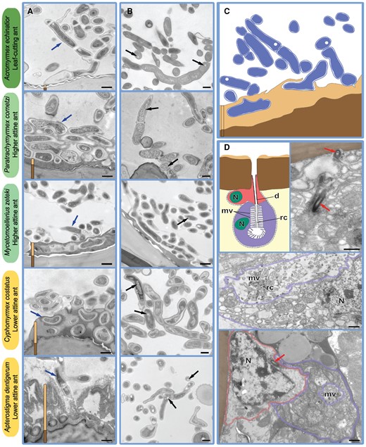 Key morphological characteristics (TEM) of cuticular bacterial ectosymbiont growth across five Panamanian species of attine fungus-growing ants, all located on the propleural plates (or the mesothorax in Ap. dentigerum) and spanning the phylogenetic diversity of the attine ants (Figure 1). Column A: The adherence interface between bacteria and cuticular structures. Column B: The typical filamentous habitus of cuticular Actinobacteria. Panel C: Schematic representation of typical filamentous bacteria (blue) with light (white circle) inclusions in their cytoplasm, growing on a layer of secreted substance (sandy yellow) directly attached to the ant cuticle (brown). These structures are also highlighted in column A with vertical bars in the same colors and blue arrows pointing towards filamentous bacteria, and in column B where black arrows point to light inclusions within bacterial cells. Panel D: Schematic diagram and TEM images of a typical bicellular exocrine gland directly below the propleural plates of the higher attine, nonleaf-cutting ant P. cornetzi; these glands produce and secrete unknown nutritional resources for maintaining Pseudonocardia-dominated microbiomes (see Figures S1–S3 for images and descriptions of analogous glands in the four other species investigated, and Table S6 for accompanying sequencing data). The glands are comprised of a duct cell (red) and a secretory cell (violet), situated immediately below the cuticle (brown), where they are spaced out with mean distances of ca. 20 µm in the central areas of the propleural plates (see Figure S4 for details). Abbreviations denote cell nuclei (N), microvilli (mv), the receiving canals (rc), and ducts (d). Ducts are highlighted with red arrows in the adjacent TEM images, and cell walls for the two cell types are drawn in the images using the same colors as in the schematic diagrams. Scale bars are 0.5 µm.