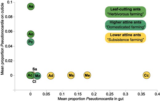 Mean proportions of cuticular propleural plate Pseudonocardia sequences (relative to all bacterial sequences; Figure 1; Table S3) versus mean proportions of Pseudonocardia sequences from homogenized (Me, Ms, Cc, Cl) or dissected (all other species) ant gasters (relative to all bacterial sequences; data from (23); see Table S8). The comparison focused on the single Pseudonocardia OTU (ActAcro1; 23, 24) that was unambiguously identifiable in both datasets using a 97% similarity threshold. This OTU contained representative sequences for the two known cuticular Acromyrmex leaf-cutting ant symbiont species (Ps1 or Pseudonocardia octospinosus and Ps2 or Pseudonocardia echinatior (18)), and for 85 of the 87 published attine-associated Pseudonocardia sequences isolated from host ant genera spanning the attine phylogeny by Cafaro et al (32); the two exceptions were a M. zeteki and an Ap. dentigerum sample of Pseudonocardia that were both >96% similar; details in Table S9. Attine species codes: Ac, Atta colombica; Ae, Acromyrmex echinatior; Ao, Acromyrmex octospinosus; Pc, Paratrachymyrmex cornetzi; Mz, Mycetomoellerius zeteki; Sa, Sericomyrmex amabilis; Cc, Cyphomyrmex costatus; Cl, Cyphomyrmex longiscapus; Ad, Apterostigma dentigerum; Ms, Mycocepurus smithii; Me, Myrmicocrypta ednaella.