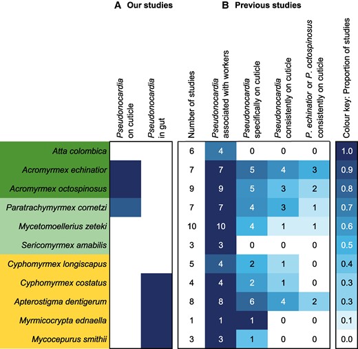 Comparison of our present results with previously published studies: (A) the mean proportion of Pseudonocardia sequences on the cuticle and within gasters (guts and associated organs) across 11 Panamanian attine species: left column, this study; right column, data from Sapountzis et al (23). (B) The proportion of previous (pre 2019) studies reporting associations of Pseudonocardia with attine ants but without explicitly considering whether they could be gut or cuticular symbionts, broken down by four increasingly stringent likelihood criteria for correctly assigning sequences as truly being part of cuticular microbiomes. Shades of blue reflect the degree of confirmation of Pseudonocardia sequences across colony-level samples in our present study (A) and across previous studies (B) with numbers within the four columns of (B) referring to the number of studies that actually sampled ant workers. A few studies that sampled other ant castes or fungus garden material were not directly comparable and therefore not included here (see Table S12 for details on the criteria used for the four categories of sampling stringency in (B), and Figure S5 for comparison to Pseudonocardia clades I–VI in Cafaro et al. (32)).