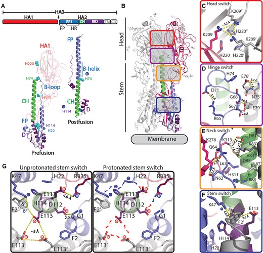 Influenza B virus HA protein structure. A) Schematic representation of HA with indicated RR1, including FP and HR, RR2, CH, transmembrane domain, and cytoplasmic domain. Structures of influenza B virus monomer in prefusion (26) and postfusion (27) conformation colored according to upper schematic description. B-loop and B-helix are indicated and histidines (H) in regions of instability. B) Structure of trimeric prefusion HA with one protomer colored according to A and location of regions of instability with zoomed-in colored panels to the right of the C) head switch (top view) and D) hinge, E) neck, and F) stem switch (side view). G) Top view of stem switch at the plane of the helical kink of helix C and D showing the repulsive cluster with E113 and the two pH-sensitive switches around H22 and H114 in an unprotonated situation (left panel) and possible impact after protonation (right panel). Colored according to A.