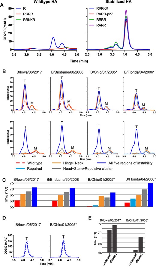 Stability of cleaved and uncleaved HAs. A) Impact of introduction of furin cleavage sites to analytical SEC profiles of culture supernatants of Expi293F cells expressing influenza B virus HA variants based on WT influenza B virus HA with monobasic or polybasic cleavage sites (left panel) or HA stabilized by substitutions in five regions of instability with different furin site designs (right panels). B) Impact of different levels of stabilization on trimer formation in uncleaved (upper panels) and cleaved (lower panels) HA variants for four different influenza B strains. Analytical SEC profiles of culture supernatant of Expi293F cells expressing selected influenza B WT (red broken line) repaired (light blue line in right upper panels), stabilization of neck and hinge switch (HA1 H311W and HA2 Q64W), stabilization of repulsive cluster, head, and stem switch (HA2 E113W, HA1 K209T, and HA2 H22F) or stabilization in five regions of instability (HA1 K209T, HA2 H22F, Q64Y, G68Y, and E113W). Upper panels contain a monobasic cleavage site which is not cleaved. Bottom panels are cleaved variants with an engineered RSV p27 domain which is cleaved out by furin at low pH. Peaks representing monomeric and trimeric species are indicated by an “M” and a “T,” respectively. C) Temperature stability as determined by DSF for WT and stabilized uncleaved HA variants. Colors as in B. D) Analytical SEC profiles of purified uncleaved (solid line) and cleaved (broken line) stabilized B/Iowa/06/2017 and B/Ohio/01/2005 HA. E) Temperature stability as determined by DSF of purified uncleaved and cleaved stabilized HAs. Stabilized variants including repair mutations are indicated by the asterisk symbol. All strains in the panels are from Victoria lineage except for B/Florida/04/2006 which is from Yamagata lineage.