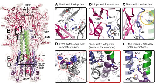 Cryo-EM analysis of stabilized pH-sensitive switch regions. A) Head switch with K209T. B) Hinge switch with G68Y. C) Neck switch with Q64Y. The orange circle indicates that polar interactions remain intact. D) Stem switch (left panel) with aromatic cluster. Interactions have been grouped into three tightly bound clusters. Side chains for one protomer are colored as in Fig. 1. (Right panel) Details of the mutations in the single interaction cluster (delimited with red line in the left panel). K47 forming the pi-cation interaction with F2 shown as orange dashed line. E) Stem switch with polar interactions with water molecule in red. The clouds around the sidechain indicate the van der Waals surface.