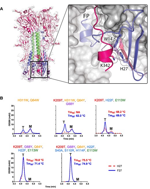 The sixth pH-sensitive switch in the HA1 C-terminal helix and intersubunit beta-sheet at the base of influenza B virus HA. A) Interacting residue and clamped FP are indicated. H27 forms a pi-cation bond with K342 and an edge-to-face aromatic interaction with neighboring W14. B) Analytical SEC of HAs with increasing number of stabilizing substitutions with H27 (red broken line) or F27 (blue solid line). Trimer (T) and monomer (M) peaks are indicated. Melting temperatures (Tm50) as measured by DSF in cell culture supernatant are indicated in each respective panel in red (H27) and blue (F27). Stabilizing residues are indicated above the panel and color coded as Fig. 1.