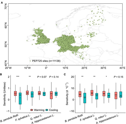 European distribution of study sites and analyses of LSD responses to natural autumn warming and cooling in B. pendula Roth, F. sylvatica L., Q. robur L., and A. hippocastanum L. A) Location of the long-term study site records for the four European temperate tree species. B) Ridge regression analyses of LSD responses. C) Multiple linear regression analyses of LSD responses. Records of warming and cooling were selected based on change in temperature and partial correlation analysis at P < 0.05 and differences in LSD responses between warming and cooling conditions were analyzed using Student's t test at P < 0.05. Boxplots show median (horizontal line) and mean (cross) data within the 25–75th percentiles; ***P < 0.001, **P < 0.01, and *P < 0.05.