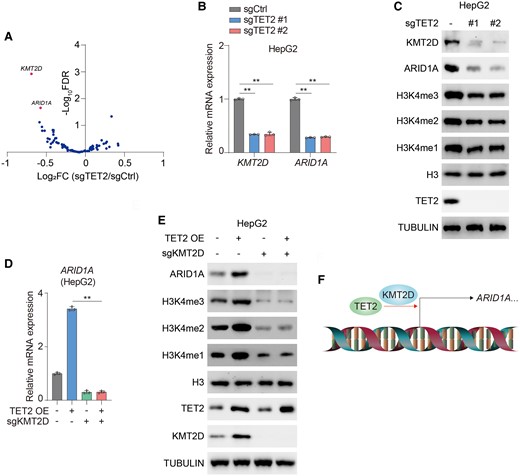 TET2 promotes expression of KMT2D and ARID1A in HCC cells. A) Expression of KMT2D and ARID1A is significantly changed among various epigenetic modulators in sgTET2 cells through RNA-seq analysis. Volcano plot showing RNA profiling for HepG2 cells deletion of TET2 compared with control cells. B, C) HepG2 cells were transfected with or without sgRNAs targeting TET2 (sgTET2). mRNA (B) and protein (C) levels of KMT2D and ARID1A were analyzed. Immunoblotting analysis was performed using the indicated antibodies (C). D, E) HepG2 cells were transfected with or without sgRNAs targeting KMT2D (sgKMT2D) and overexpressed with or without TET2. mRNA (D) and protein (E) levels of ARID1A were analyzed. Immunoblotting analysis was performed using the indicated antibodies (E). F) Schematic of transcription of KMT2D and ARID1A initiated by TET2. Data are presented as mean ± SD, n = 3 independent repeats. Unpaired, two-tailed t test; **P < 0.01.