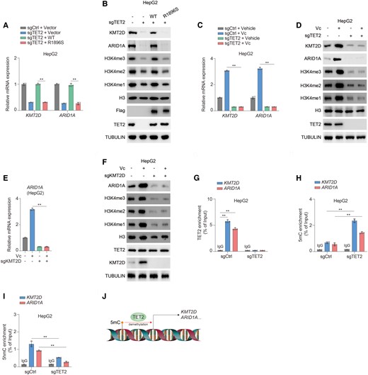 TET2 initiates transcription of KMT2D and ARID1A via oxidizing 5mC of promoters. A, B) sgCtrl and sgTET2 HepG2 cells were transfected with or without wild-type TET2 (WT) and TET2 catalytic mutant (R1896S). mRNA (A) and protein (B) levels of KMT2D and ARID1A were analyzed. Immunoblotting analysis was performed using the indicated antibodies (B). C, D) sgCtrl and sgTET2 HepG2 cells were treated with or without 1 mM Vc for 24 h. mRNA (C) and protein (D) levels of KMT2D and ARID1A were analyzed. Immunoblotting analysis was performed using the indicated antibodies (D). E, F) sgCtrl and sgKMT2D HepG2 cells were treated with or without 1 mM Vc for 24 h. mRNA (E) and protein (F) levels of ARID1A were analyzed. Immunoblotting analysis was performed using the indicated antibodies (F). G–I) ChIP assay was performed in sgCtrl and sgTET2 HepG2 cells using antibodies against TET2 (G), 5mC (H), and 5hmC (I). DNA enrichment was examined by quantitative real-time PCR. The y axis shows the value normalized to input. J) Schematic of TET2-mediated transcription of KMT2D and ARID1A by oxidation of 5mC in promoters. Data are presented as mean ± SD, n = 3 independent repeats. Unpaired, two-tailed t test; **P < 0.01.