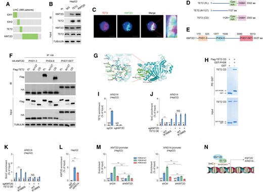 TET2 is recruited by KMT2D to facilitate self-transcription. A) Mutations in IDH1/2–TET2 axis and KMT2D display mutual exclusivity in LIHC. B, C) TET2 interacts with KMT2D. Whole cellular extracts were subjected to IP using the indicated antibodies in HepG2 cells (B). Immunofluorescence analysis using indicated antibodies was performed (C). D) Structural description of TET2-truncated mutants. E) Structural description of KMT2D domains. F) 239T cells stably expressing HA-tagged indicated KMT2D domains were transfected with indicated TET2-truncated mutants. Whole cellular extracts were subjected to IP using beads conjugated with antibody against HA. Immunoblotting analysis was performed using the indicated antibodies. G) Docking analysis of PHD6 domain of KMT2D (PDB accession code: 8U2Y) and C terminus of TET2 (PDB accession code: 4NM6). H) PD assay of TET2 CD and KMT2D PHD6. TET2 CD was purified from 293T cells stably expressing Flag-tagged TET2 CD. KMT2D PHD6 was purified from E. coli expressing GST-tagged PHD6. PD. I) ChIP assay was performed in sgCtrl and sgKMT2D HepG2 cells using antibodies against TET2. DNA enrichment was examined by quantitative real-time PCR. The y axis shows the value normalized to input. ChIP assay was performed in sgCtrl and sgKMT2D HepG2 cells transfected with or without WT and R1896S TET2 using antibodies against 5mC (J) and 5hmC (K). DNA enrichment was examined by quantitative real-time PCR. The y axis shows the value normalized to input. L) ChIP assay was performed in HepG2 cells using antibodies against KMT2D. DNA enrichment was examined by quantitative real-time PCR. The y axis shows the value normalized to input. M) ChIP assay was performed in HepG2 cells using antibodies against H3K4me1, H3K4me2, and H3K4me3. DNA enrichment was examined by quantitative real-time PCR. The y axis shows the value normalized to input. N) Schematic of self-transcription of KMT2D by recruiting TET2 to its promoter. Data are presented as mean ± SD, n = 3 independent repeats. Unpaired, two-tailed t test; **P < 0.01. NS, not significant.
