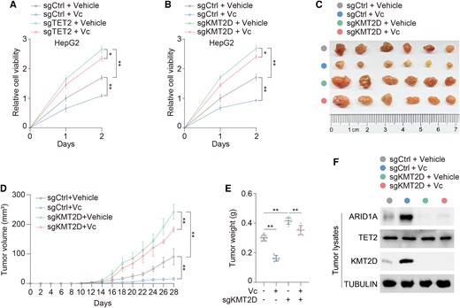 KMT2D is crucial for antitumor effect of vitamin C in HCC. A) Cell viability was analyzed in sgCtrl and sgTET2 HepG2 cells treated with or without 1 mM Vc for the indicated days. B) Cell viability was analyzed in sgCtrl and sgKMT2D HepG2 cells treated with or without 1 mM Vc for the indicated days. C–F) sgCtrl and sgKMT2D MHCC97H cells were subcutaneously injected into athymic nude mice administrated with or without Vc. Representative tumor xenografts (C). Mice were sacrificed in week 4, and tumor volume (D) and weight (E) were calculated. n = 6 independent animals. Tumor lysates harvested were subjected to immunoblotting analysis as indicated. Immunoblotting analysis was performed using the indicated antibodies (F). Data are presented as mean ± SD, n = 3 independent repeats. Unpaired, two-tailed t test; *P < 0.05, **P < 0.01.