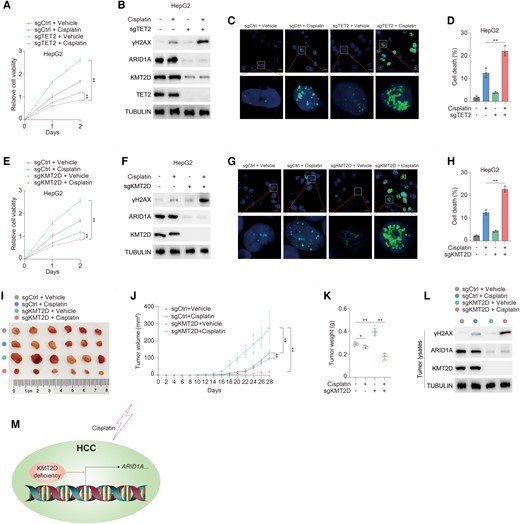 Deficiency of KMT2D sensitizes HCC tumor to cisplatin. A, B) sgCtrl and sgTET2 HepG2 cells treated with or without 10 μM cisplatin for the indicated days. Cell viability (A) and indicated proteins (B) were analyzed. Immunoblotting analysis was performed using the indicated antibodies (B). C) sgCtrl and sgTET2 HepG2 cells treated with or without 20 μM cisplatin for 6 h. γH2AX level was determined using immunofluorescence. Scale bar, 10 μm. D) sgCtrl and sgTET2 HepG2 cells treated with or without 20 μM cisplatin for 24 h. Cell death was quantified by propidium iodide staining. E, F) sgCtrl and sgKMT2D HepG2 cells treated with or without 10 μM cisplatin for the indicated days. Cell viability (E) and indicated proteins (F) were analyzed. Immunoblotting analysis was performed using the indicated antibodies. G) sgCtrl and sgKMT2D HepG2 cells treated with or without 20 μM cisplatin for 6 h. γH2AX level was determined using immunofluorescence. Scale bar, 10 μm. H) sgCtrl and sgKMT2D HepG2 cells treated with or without 20 μM cisplatin for 24 h. Cell death was quantified by propidium iodide staining. I–L) sgCtrl and sgKMT2D MHCC97H cells were subcutaneously injected into athymic nude mice administrated with or without cisplatin. Representative tumor xenografts (I). Mice were sacrificed in week 4, and tumor volume (J) and weight (K) were calculated. n = 6 independent animals. Tumor lysates harvested were subjected to immunoblotting analysis as indicated. Immunoblotting analysis was performed using the indicated antibodies (L). M) Schematic of KMT2D-mediated sensitivity of HCC to cisplatin. Data are presented as mean ± SD, n = 3 independent repeats. Unpaired, two-tailed t test; *P < 0.05, **P < 0.01.