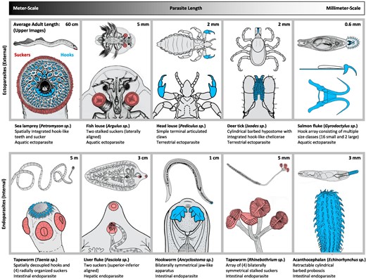 サナダ虫にヒントを得た医療機器用組織固定機構(A tapeworm-inspired, tissue-anchoring mechanism for medical devices) サナダ虫にヒントを得た医療機器用組織固定機構(A tapeworm-inspired, tissue-anchoring mechanism for medical devices)