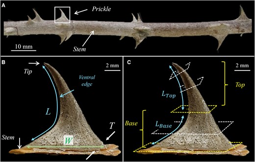 Geometrical shape of the Rosa canina L. prickle. A) A stem with several prickles. B) A single prickle. L is the overall length of the ventral edge of the prickle from tip to base. W and T are the maximal width and thickness of the prickle at the connection site of the prickle and the stem. W spans along the stem axis, and T spans along stem circumference. C) The local normal cross-sections at the top part of the prickle are locally parallel to the ventral edge; the local normal cross-sections at the base part of the prickle are globally parallel to the surface of the stem. The ventral lengths of the top and base parts of the prickle are LTop and LBase, respectively. The structural parameters of the prickle are summarized in Table S1.