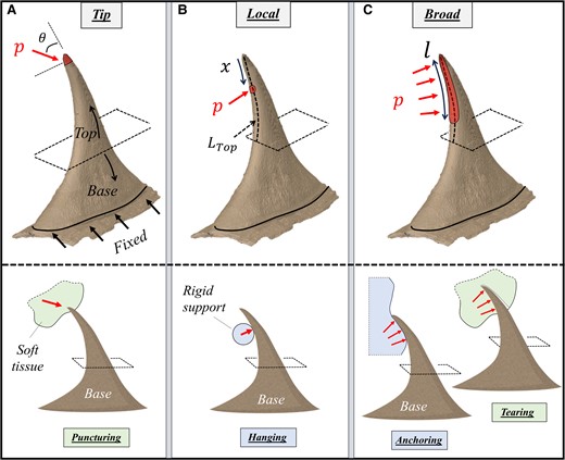 Models for the biomechanical analysis of the R. canina prickle. A) Tip loading represents the puncturing of the prickle into target mediums (herbivory defense); B) local ventral loadings represent the leaning of the prickle on surrounding objects (growth support); C) broad ventral loadings represent tearing of the prickle throughout target mediums (herbivory defense) or anchoring of the prickle on rough surfaces (growth support). In (A), a directed pressure p (i.e. traction) is applied on the apex of the prickle at different orientations (θ) within the sagittal plane of the prickle. In (B), a local normal pressure p is applied at different ventral locations (x) along the top part of the prickle (length LTop). In (C), a broad normal pressure p is applied on increasing ventral segments (length l), which span from the tip toward the base.