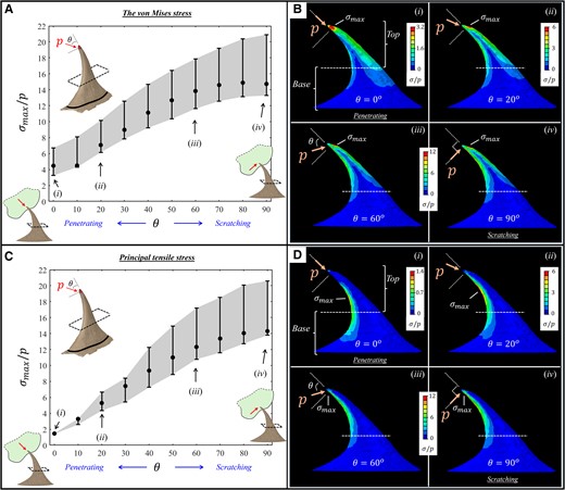 FE results for the stresses (σ) of the prickle upon apex loadings (puncturing herbivory defense), showing the von Mises stresses (A–B) and the principal tensile stresses (C–D). A, C) Variations in the maximal stress (σmax) within the prickle with the orientation of the tip loading (θ). The whiskers indicate the data range, and the symbols indicate the median values. B, D) Stress morphologies within the prickle for selected tip-loading orientations (θ=0∘,20∘,60∘, and 90∘). Specifically, θ=0∘ corresponds to a penetration state with tip loading parallel to the ventral surface at the tip, and θ=90∘ corresponds to a scratching state with tip loading perpendicular to the ventral surface at the tip. The results are scaled by the applied pressure (p).