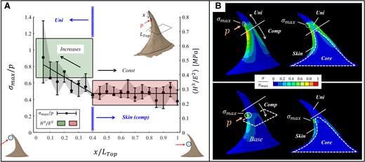FE results for the stresses (σ,von Mises) of the prickle upon local ventral loadings (hanging growth support). A) Variations in the maximal stress (σmax) underlying the pressure region with the relative loading location along the top part of the prickle (x/LTop). The results are scaled by the applied pressure (p; left vertical axis). The whiskers indicate the data range, and the symbols indicate the median values. The green and red shaded regions refer to the interquartile range of the resistance to contact damage (H3/E2; right vertical axis) of the uniform and skin regions of the prickle, respectively. B) Representative stress morphologies within the prickle for local ventral loadings on the uniform region closer to the tip (top) and on the composite region closer to the base (bottom). Left panels: exterior stress morphologies of the prickle. Right panels: interior stress morphologies within the sagittal plane of the prickle; the uniform, skin, and core materials are indicated. The results are scaled by the maximal stress in each loading state.