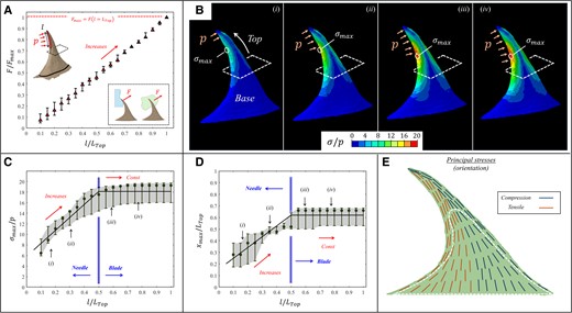 FE results for the stresses (σ) of the prickle upon broad ventral loadings (anchoring growth support or tearing herbivory defense). A) Variations in the overall force on the prickle (F) for increasing the ventral length of the pressure (l/LTop), scaled by the maximal force for full-length pressure loading, Fmax=F(l/LTop=1). B) von Mises stress morphologies within the prickle for selected pressure lengths; (i) l/LTop=0.15, (ii) l/LTop=0.35, (iii) l/LTop=0.6, and (iv) l/LTop=0.8. The results are scaled by the applied pressure (p). The corresponding σmax and xmax values for these cases are indicated in panels (C–D). C) Variations in the maximal stress within the prickle (σmax) while increasing the ventral length of the applied pressure (l/LTop). The results are scaled by the applied pressure (p). D) Variations in the location of the maximal stress (xmax) while increasing the length of the applied pressure (l/LTop). The blue arrows indicate the ventral locations of the needle-like and the blade-like regions of the prickle. E) FE results for the local orientation of the dominating principal stresses (red—tension or blue—compression) within the sagittal plane of the prickle of the prickle; the white dashed line encloses the core region. The magnitudes of these principal stresses are shown in Fig. S1.