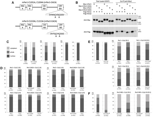 Effect of amino acid substitution of zinc-coordinating residues on the binding intensity and intracellular localization of Per and Cry. A) Schematic representation of expression constructs for mouse Per1 and Per2 whose both two zinc-coordinating residues located in the C-terminal Cry-binding domain are substituted from cysteine to alanine. PAS, Per–Arnt–Sim domain; CKI-BD, casein kinase I-binding domain; CRY-BD, Cry-binding domain. B) COS7 cells were transfected with expression vectors in the indicated combinations, and whole-cell extracts were subjected to immunoprecipitation using anti-MYC antibody. Western blotting was performed with the indicated antibodies. Size marker bands are indicated on the right. COS7 cells were transfected with a single (C) or two (D to F) expression vectors in the indicated combinations. Ratio in parentheses represents the amount ratio of the Per and Cry expression vectors. The intracellular localization of Myc-tagged Per and Flag-tagged Cry was detected by immunostaining transfectants. Their intracellular localization was classified into three categories: cytoplasm, light gray; whole, gray; and nucleus, dark gray, respectively. Percentages of these three categories are shown as a bar graph. The number of cells examined is shown in parentheses under each bar graph. Experiments were performed twice with similar results. *P < 0.01 (Fisher's exact test, control vs mutant).