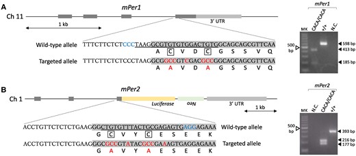 Generation of mice carrying amino acid substitutions in zinc-coordinating residues of Per1 or Per2. (A and B, Left) Genomic structures of the mPer1 and mPer2 genes and coding and amino acid sequences including zinc-coordinating residues (enclosed cysteines). Per2Luc knock-in mice were used for mutagenesis. To introduce the same amino acid substitution to Per1 and Per2 as shown in Fig. 1A, a genome editing method called i-GONAD was performed. Protospacer adjacent motif (PAM) sequences, crisprRNA targets, and resulting mutations are indicated by blue, underline, and red, respectively. (A and B, Right) Examples of PCR-based genotyping. Homozygotes carrying the double amino acid substitutions in the zinc-coordinating residues of Per1 or Per2 were obtained by mating heterozygotes. Before performing agarose gel electrophoresis, PCR products including the wild-type or targeted sequence were digested using a specific restriction enzyme; amplicons derived from the targeted sequence of Per1CACA/CACA or Per2CACA/CACA mice were recognized by SalI or Bst1107I, respectively. MK, 100-bp ladder marker; NC, negative control.