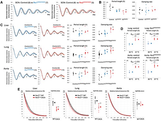 Effect of amino acid substitution of zinc-coordinating residues on tissue-autonomous circadian clocks. A) Circadian rhythms in SCN slices from control, Per1CACA/CACA and Per2CACA/CACA mice were detected by real-time PER2Luc bioluminescence monitoring. The detrended datasets were obtained by subtracting the 24-h simple moving average from the raw data. The first amplitude was set to 1. The number of replicates examined is shown in parentheses. Graphs show the mean of replicates ± SD. B) Period length and damping rate of circadian rhythm in SCN slices in each genotype calculated from datasets represented in A. The number of slices used was eight in control, seven in Per1CACA/CACA, and five in Per2CACA/CACA mice. Each circle and square indicate individual and average value, respectively. Error bars indicate SD. **P < 0.01 (two-tailed t test, control vs mutant). (C, Left) Circadian rhythms in liver, lung, and aorta slices from each genotype were detected by real-time PER2Luc bioluminescence monitoring. The datasets were detrended, and the first amplitude was set to 1. The number of replicates examined is shown in parentheses. Graphs show the mean of replicates ± SD. (C, Right) Period length and damping rate in these slices. Each circle and square indicate individual and average value with SD. **P < 0.01 (two-tailed t test, control vs mutant). D) Lung and aorta slices were cultured at the different temperatures of 30 and 37 ℃, and temperature coefficient Q10 was calculated for circadian period length. Each circle and square indicate individual and average period length with SD. **P < 0.01 (two-tailed t test, 30 vs 37 ℃). (E, curve graph) Time-dependent decrease in Per2Luc-derived bioluminescence emitted from ex vivo cultured liver, lung, and aorta was detected after administration of CHX at the first circadian peak. (E, dot graph) Per2Luc half-life was calculated by fitting a model curve to raw degradation curve. Each circle and square indicate individual and average Per2Luc half-life with SD. **P < 0.01 (two-tailed t test, control vs mutant).