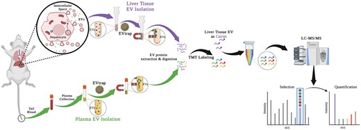 The workflow for plasma EV proteomics aiming to monitor liver ADME status. After sampling blood/plasma from mice of vehicle control or drug treatment, carrier liver tissue, and plasma EVs were isolated by EVtrap, followed by protein extraction, digestion, and TMT labeling for LC–MS/MS analyses.