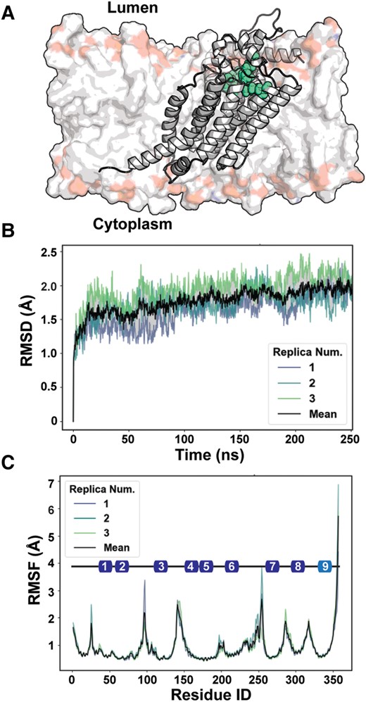 Modeling the AF2 G6PC1 structure in a simulated bilayer. A) Cartoon rendering of G6PC1 immersed into a representative ER bilayer. The composition is reported in Materials and methods. The active site is demarcated by residues in space filling representation that contribute to the phosphatidic acid phosphatase sequence motif. B) Time series of rmsd of G6PC1 over the course of equilibrium simulations. C) RMSF showcases regions of higher disorder that map to termini and loops. The colored boxes illustrate the topology of the nine transmembrane helices along the primary sequence. The color represents the pLDDT score of the AF2 model for these segments, with the darker blue indicating higher pLDDT that reflects higher predicted accuracy of the model.