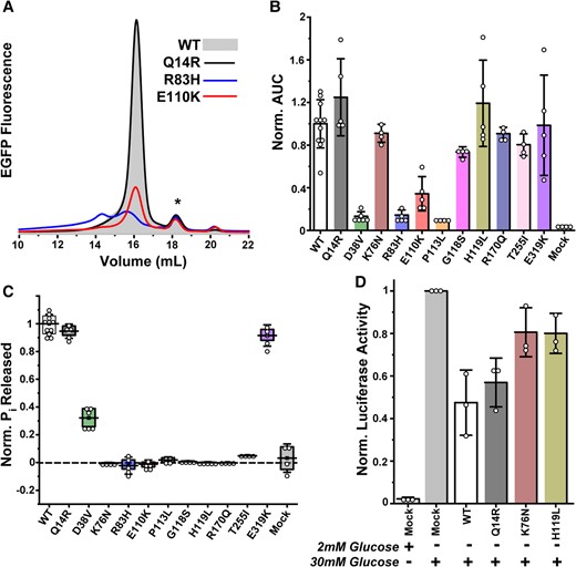 Expression and activity profiles of GSD type 1a variants from transfection of adherent cells. A) Representative FSEC traces illustrate the range of chromatographic behaviors, including reduced expression (E110K) or the presence of misfolded species (R83H). The * identifies a minor population of cleaved EGFP. B) Expression levels, quantified by the AUC in FSEC traces, are dependent on the variant. The bar graph captures the mean ± SD of multiple independent experiments (n = 4–11). C) The corresponding variant catalytic capacity normalized to its enzyme concentration obtained from B) is plotted relative to the WT. D) In situ assay of G6PC1 variant activity stimulated by glucose in adherent 832/13 rat islet-derived cells confirms compromised activity of the K76N and H119L variants relative to functional constructs (n = 3, mean ± SD shown). The metrics in B–D) were analyzed by one-way ANOVA and Tukey tests (Table S1).