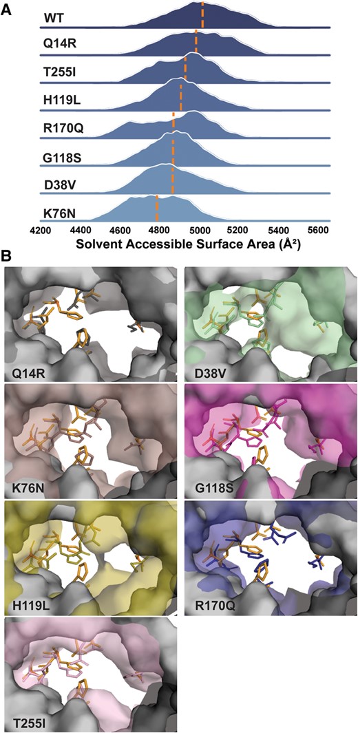 Active-site SASA calculated in VMD. A) The distribution of SASA for each variant relative to WT suggested contraction of the active site. The mean of the distribution is demarcated by a dashed line. B) View of active-site residues through a portal captured side-chain repacking and portal collapse at the mean.