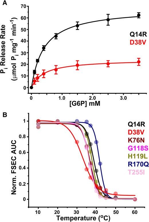Saturation kinetics of D38V correlates with reduced thermostability. A) Michaelis–Menten kinetics of G6P hydrolysis indicates that the specific activity of GSD type1a variant D38V (Vmax = 24.5 ± 1.9 μmol/mg/min; Km = 0.472 ± 0.246 mM) is reduced 3-fold relative to the WT-like Q14R variant (Vmax = 68.4 ± 3.0 μmol/mg/min; Km = 0.413 ± 0.017 mM). Solid lines are fits of the data using a single binding site model. B) The left shift in the D38V melting curve indicates reduced thermostability relative to other well-expressed variants. Solid lines are fits of the data assuming a simple dose–response model to determine TM, which is reported in Table 1.