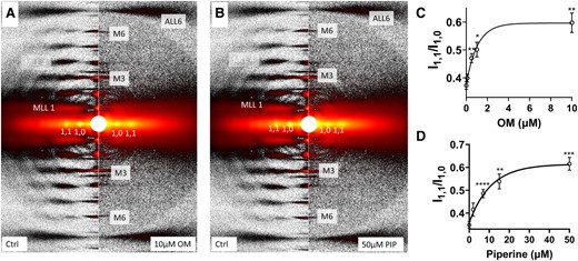 X-ray diffraction patterns from permeabilized porcine myocardium in relaxing solution in the absence and presence of myosin activators. A) X-ray diffraction patterns from relaxed muscle in the absence (left panel) and presence (right panel) of 10 µM OM. B) X-ray diffraction patterns from relaxed muscle in the absence (left panel) and presence (right panel) of 50 µM piperine (PIP). Equatorial intensity ratio (I1,1/I1,0) at different concentrations of OM C) and piperine D). Myosin heads move radially closer to actin as OM and piperine concentration increases. The results are given as mean ± SEM with P-values were calculated from one-way repeated measures ANOVA with Dunnett's multiple comparisons test compared with control (0 µM activator). *P < 0.05, **P < 0.01, ***P < 0.001, ****P < 0.0001.