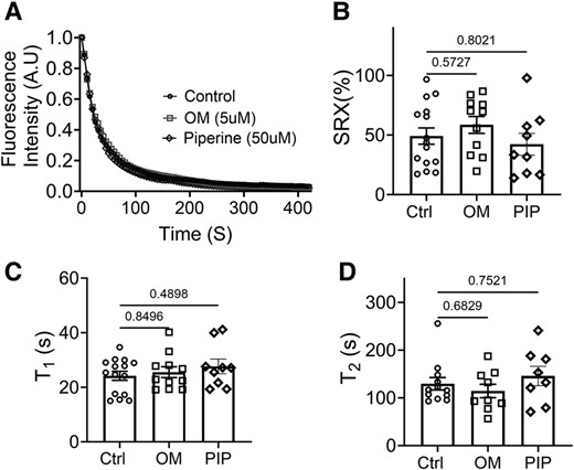 ATP turnover assays of unloaded permeabilized porcine myocardium bundles treated with OM and piperine (PIP). A) Mant-ATP dissociation over time curves in control (circle symbols), 5 μM OM (square symbols), and 50 μM piperine (diamond symbols). B) The percentage of myosin heads in the SRX state (% SRX) with and without OM and piperine. C) The time constant of the fast phase (T1) with and without OM and piperine treatment. D) The time constant of the slow phase (T2) with and without the OM and piperine treatment. The results are given as mean ± SEM, with P-values as shown in the figure calculated from unpaired Brown–Forsythe and Welch ANOVA tests.