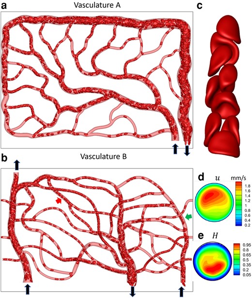 Data generation via high-fidelity RBC-resolved simulations. a and b) A visualization from the simulations for vasculature A and B. Black arrows indicate inlets/outlets. The images are in x,y plane and looking down z axis. c) A close-up showing RBC deformed shapes. d and e) Time-averaged velocity and RBC concentration at a vessel cross-section showing nonuniform and highly skewed profiles. Red and green arrows indicate vessels where (c) and (d and e) are sampled.